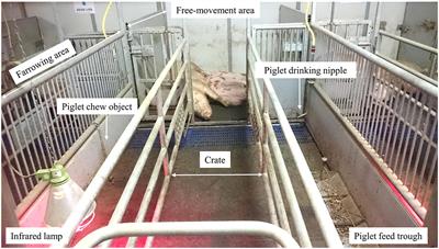 Effects of Creep Feed Provision on Behavior and Performance of Piglets Around Weaning